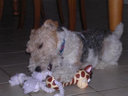  MON CHIEN