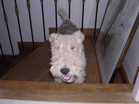 mon chien